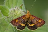Pyrausta aurata