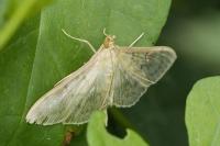 Patania ruralis