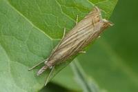 Chrysoteuchia culmella