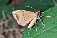 Gandaritis pyraliata