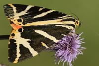 Euplagia quadripunctaria