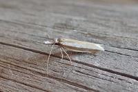 Pleurota aristella