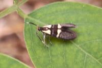 Dasycera oliviella