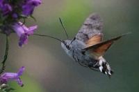 Macroglossum stellatarum