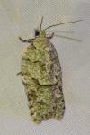 Acleris literana