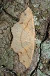 Cyclophora punctaria