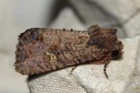 Mesapamea secalella/secalis
