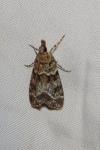 Eudonia mercurella