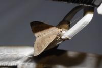 Mecyna asinalis
