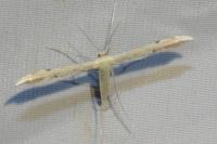 Adaina microdactyla