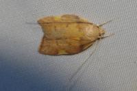 Carcina quercana