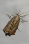 Chrysoteuchia culmella