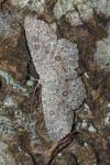 Cyclophora pendularia