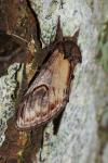 Notodonta ziczac