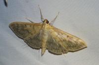Patania ruralis
