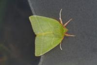 Pseudoips prasinanus