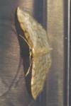 Idaea fuscovenosa