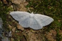Cabera pusaria