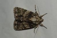 Acronicta rumicis