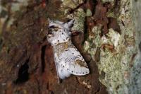 Furcula furcula