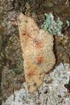 Cyclophora porata