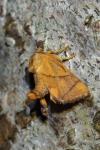 Apoda limacodes
