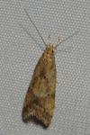 Brachmia blandella