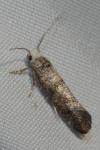 Swammerdamia pyrella