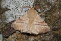 Malacosoma neustria