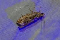 Zeiraphera isertana