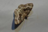 Epirrhoe alternata