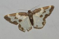 Lomaspilis marginata
