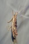 Ypsolopha scabrella