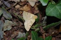 Crocallis elinguaria