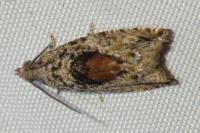 Epinotia nisella