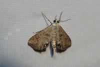 Cataclysta lemnata