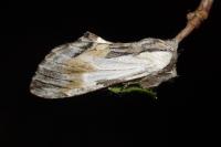 Harpyia milhauseri