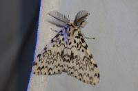 Lymantria monacha