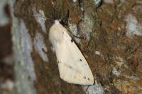 Spilarctia lutea