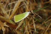 Earias clorana