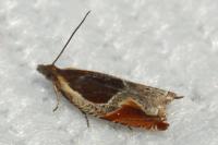 Ancylis unculana