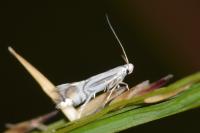 Phyllocnistis ramulicola/saligna