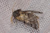 Thaumetopoea pityocampa