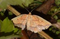 Epione repandaria