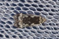 Anacampsis blattariella/populella