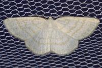 Cabera exanthemata