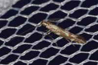 Calybites phasianipennella