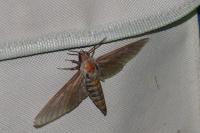 Hyloicus maurorum/pinastri