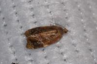 Ditula angustiorana