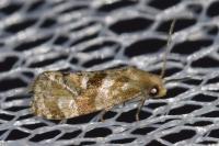 Gynnidomorpha alismana